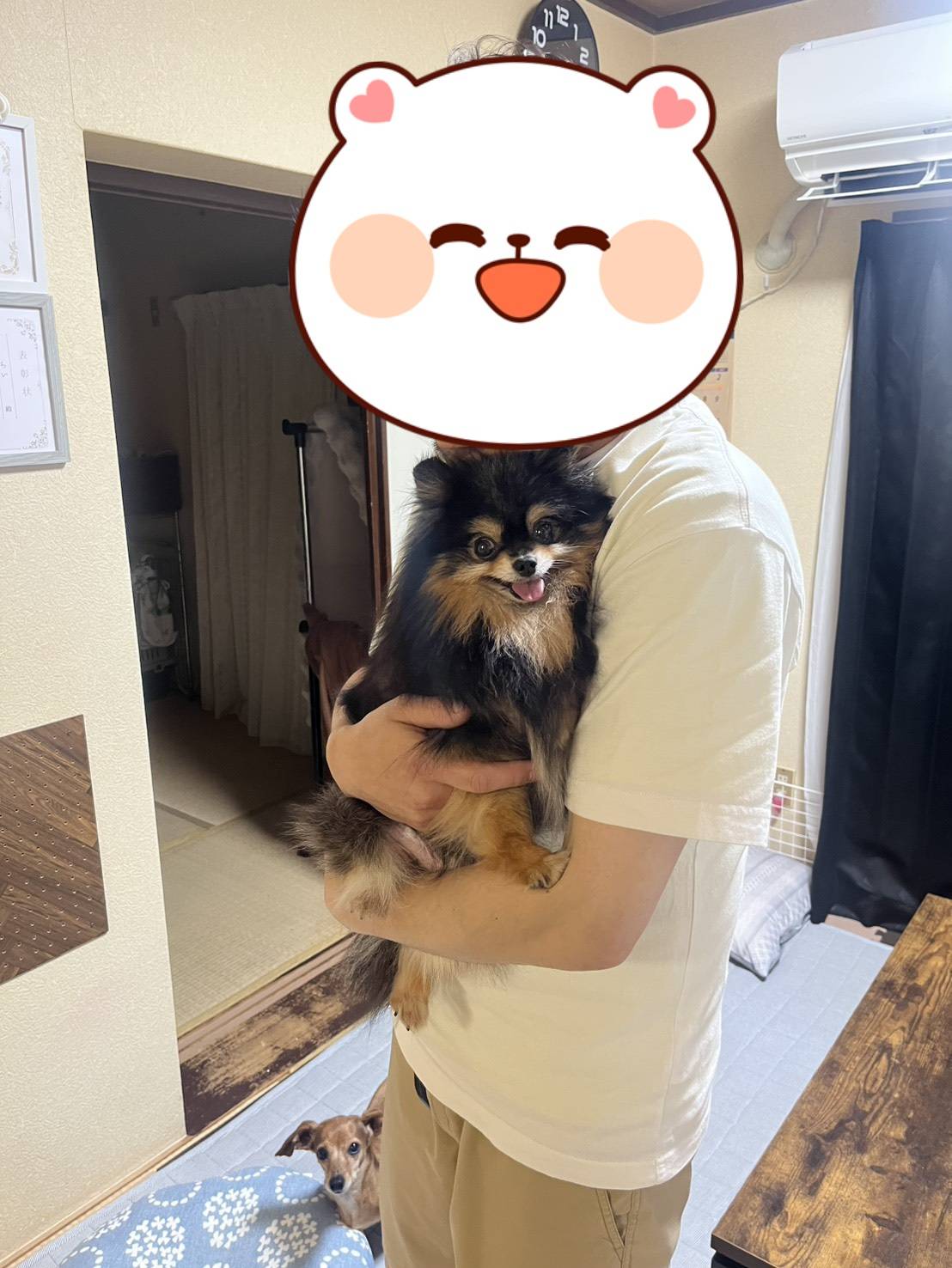こちらの保護犬は里親様が決まりました