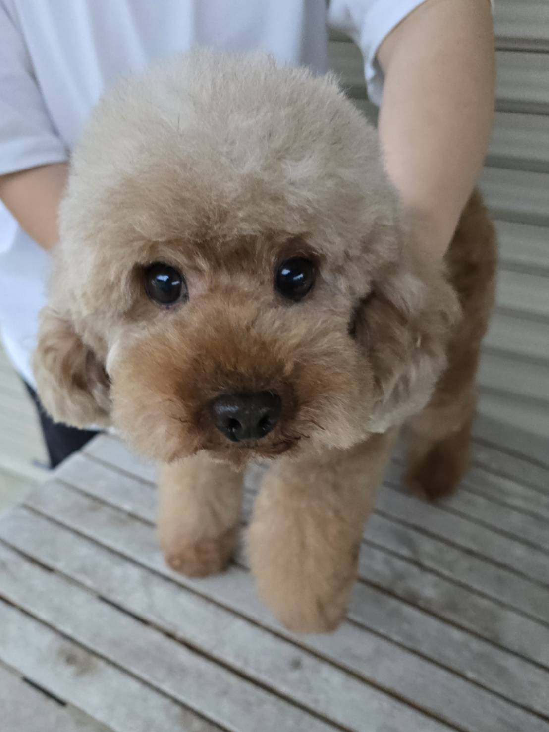 華clubで預かっている里親を探している保護犬です。