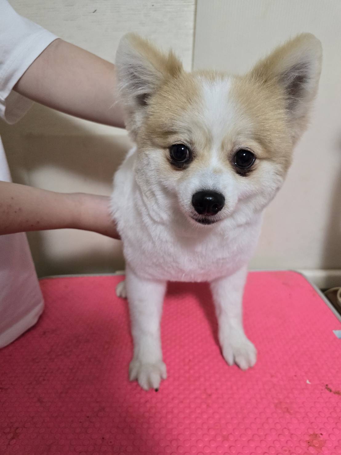 華clubで預かっている里親を探している保護犬です。