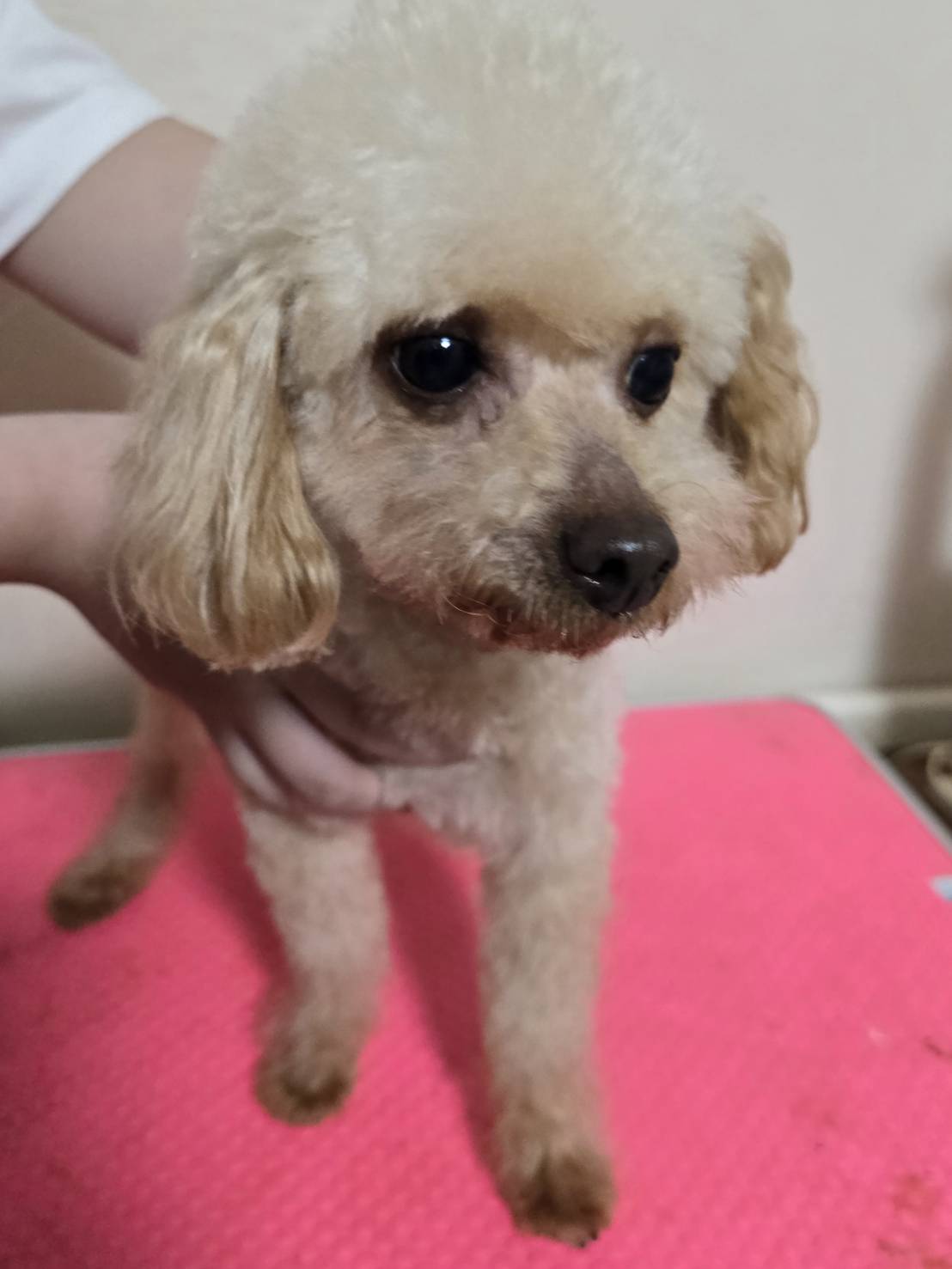 華clubで預かっている里親を探している保護犬です。