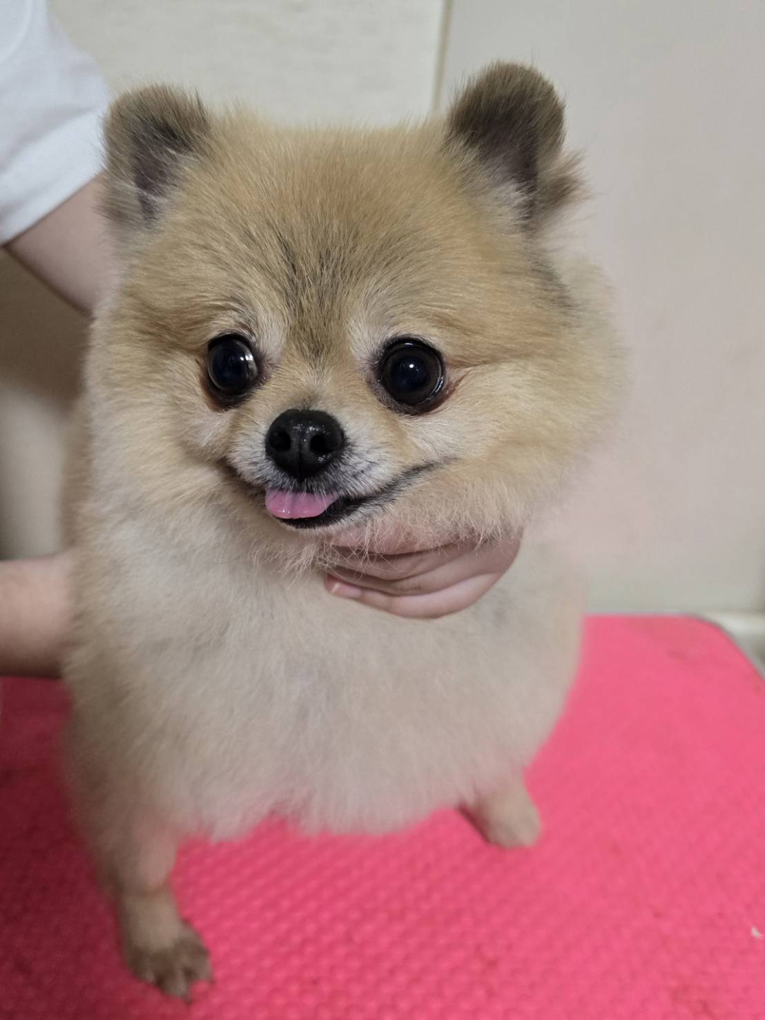 華clubで預かっている里親を探している保護犬です。