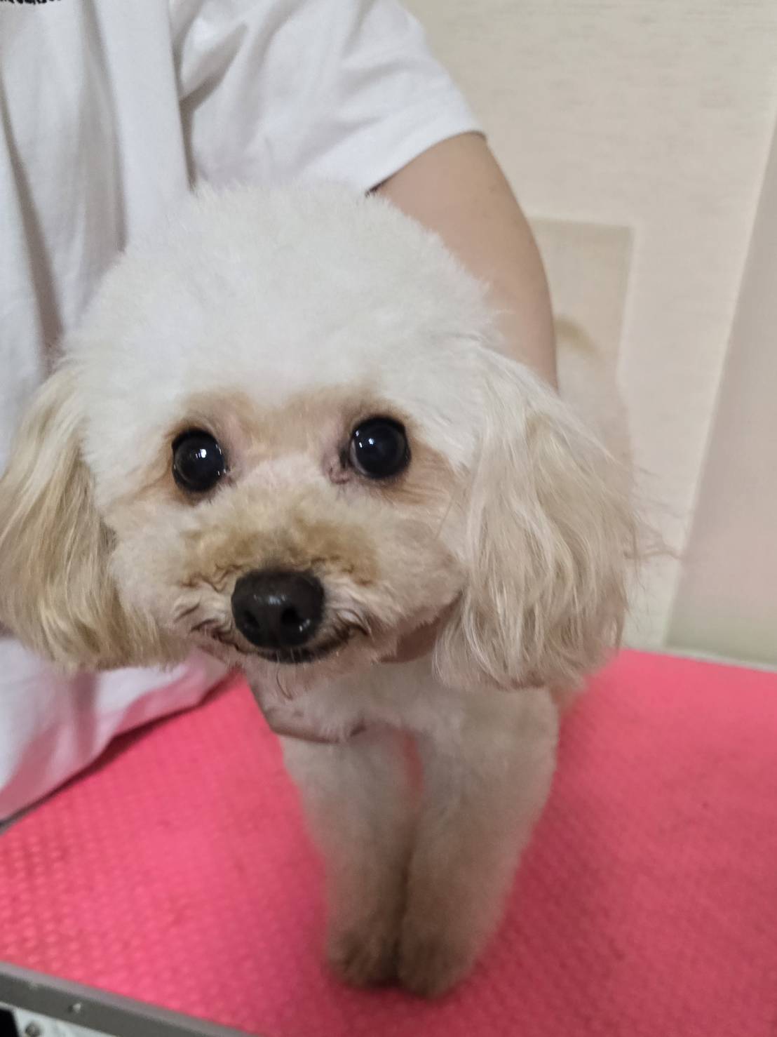 華clubで預かっている里親を探している保護犬です。