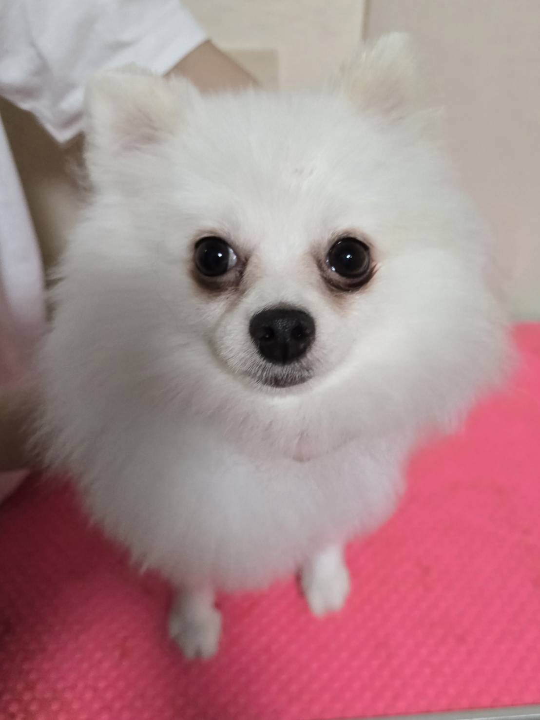 華clubで預かっている里親を探している保護犬です。