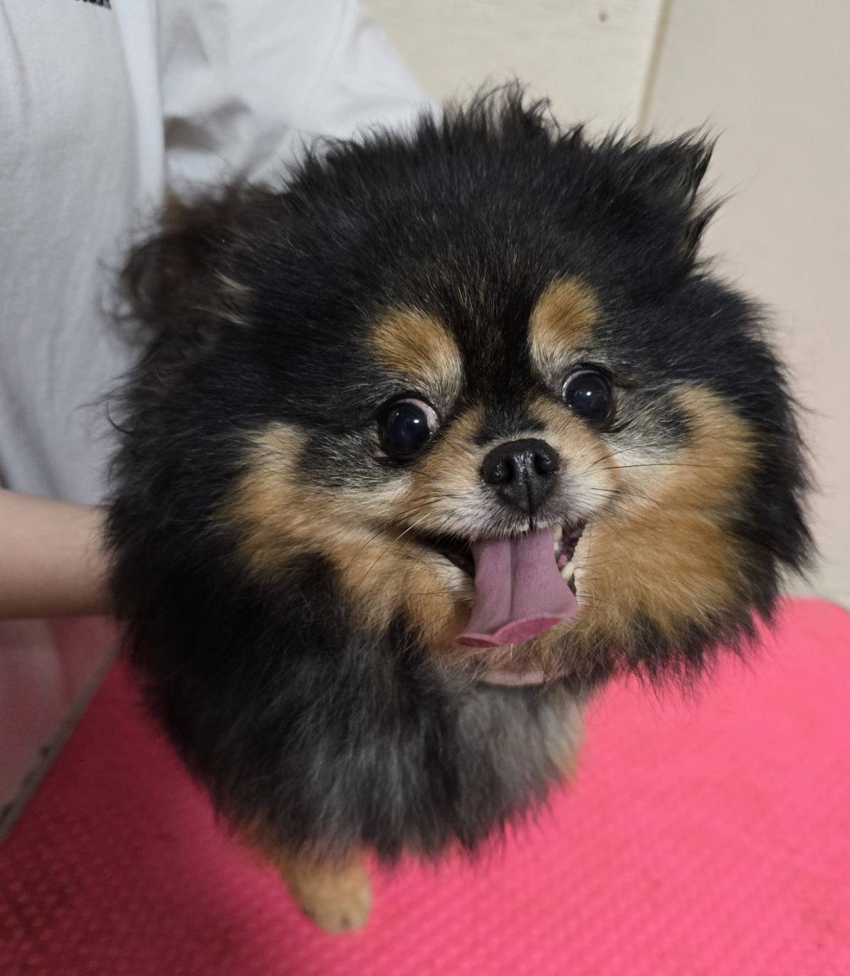 華clubで預かっている里親を探している保護犬です。