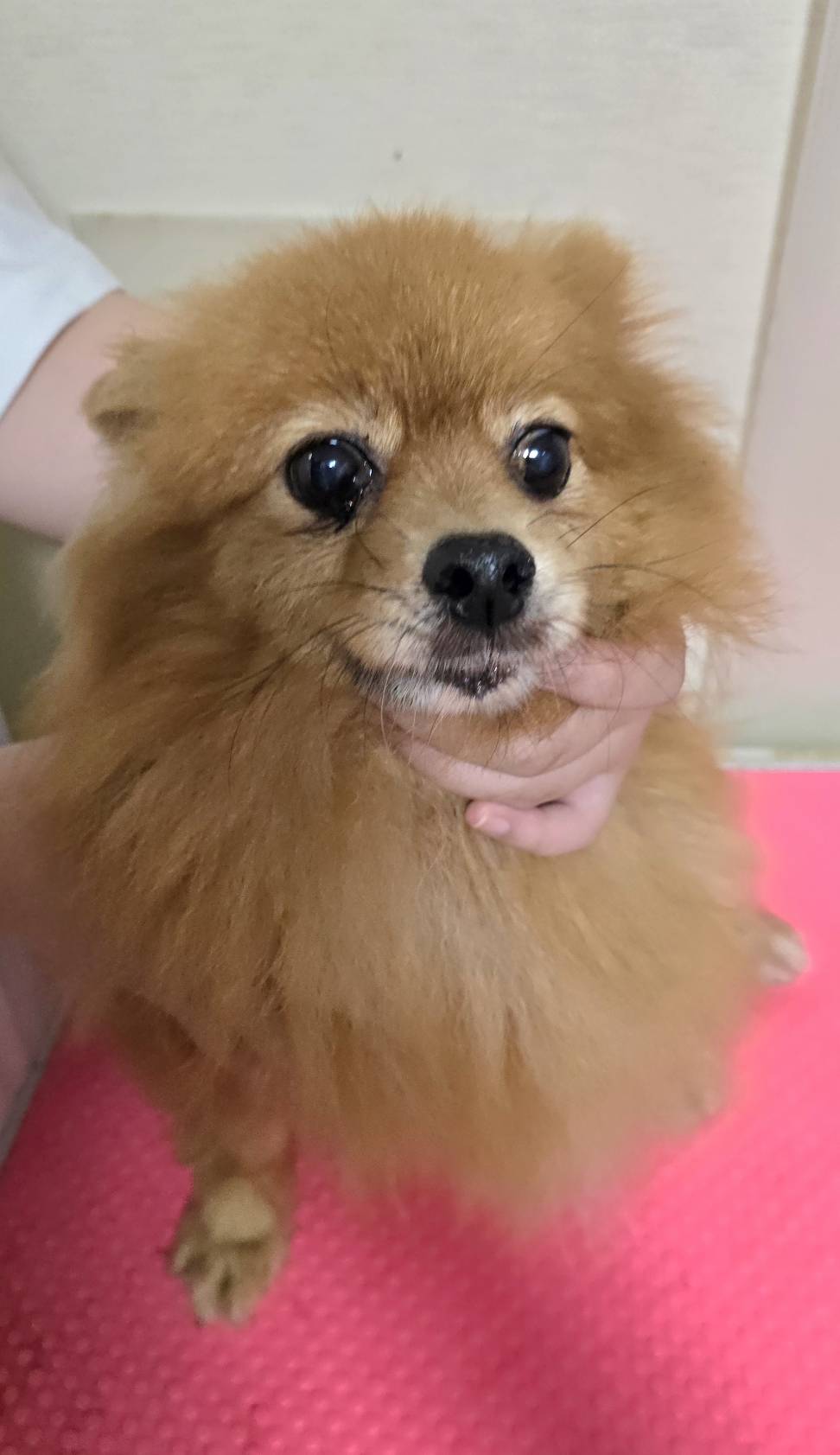 華clubで預かっている里親を探している保護犬です。