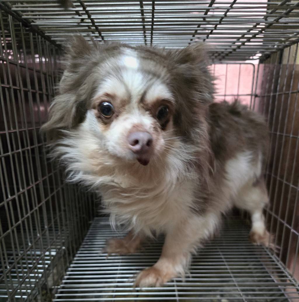 華clubで預かっている里親を探している保護犬です。
