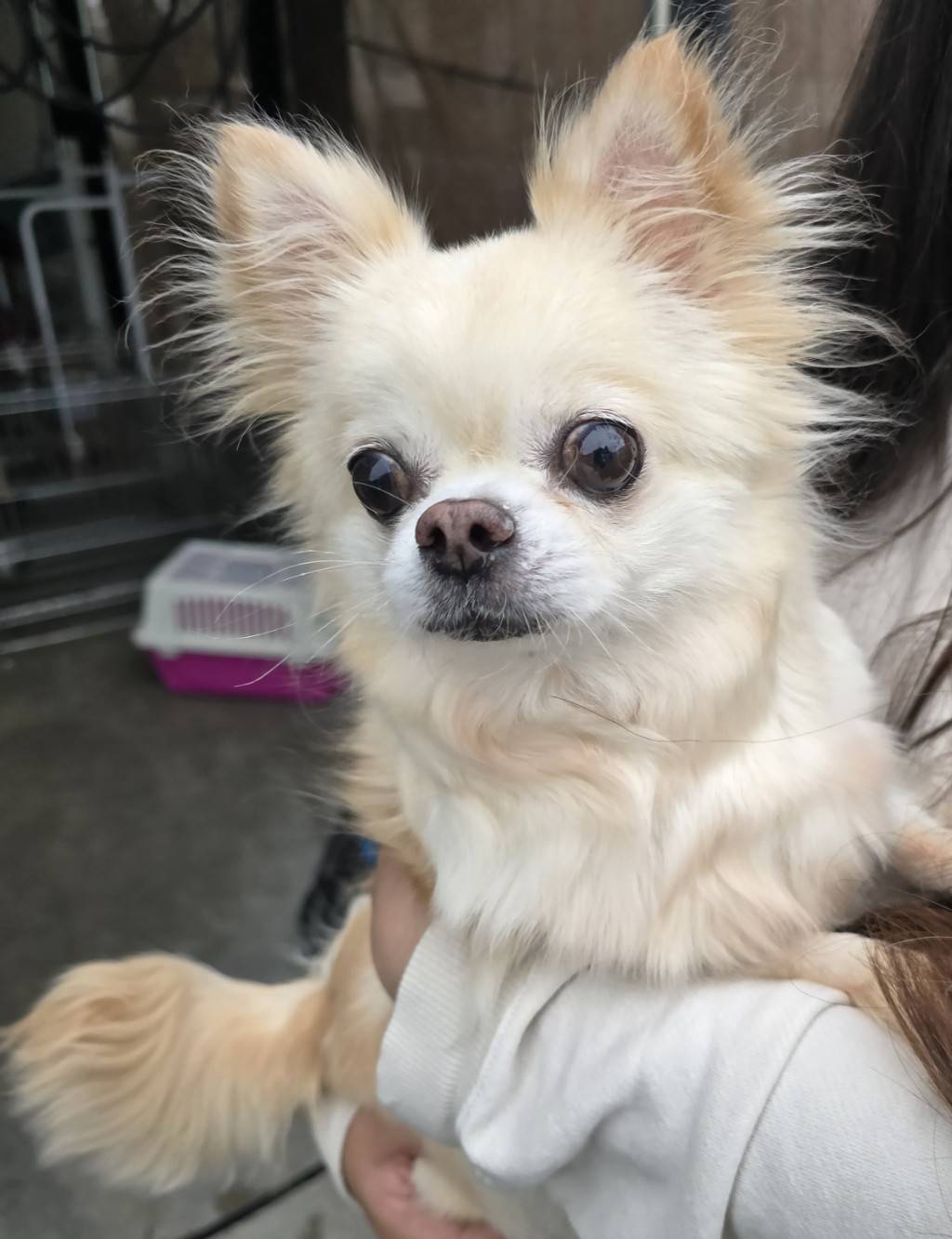 華clubで預かっている里親を探している保護犬です。
