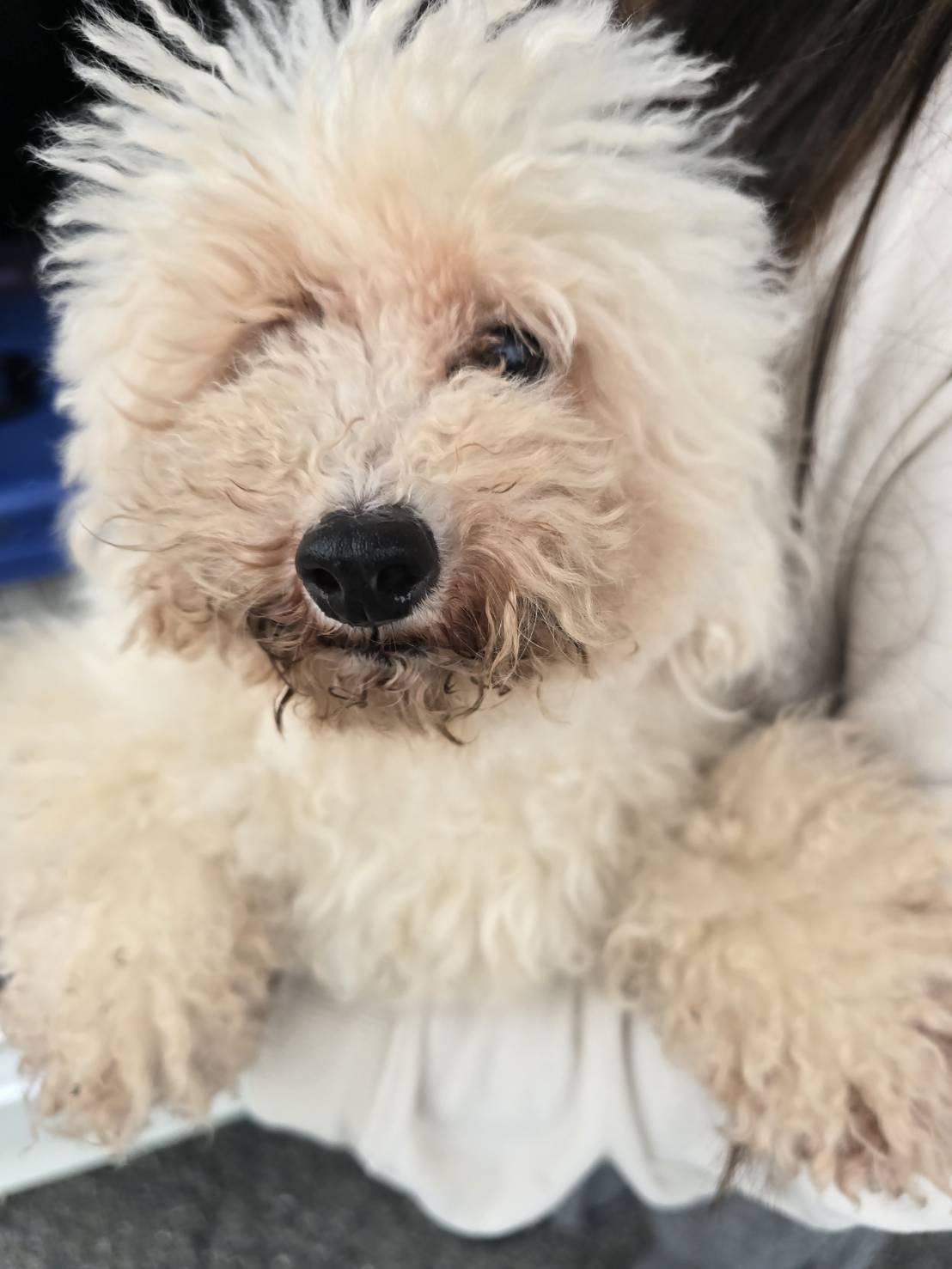 華clubで預かっている里親を探している保護犬です。