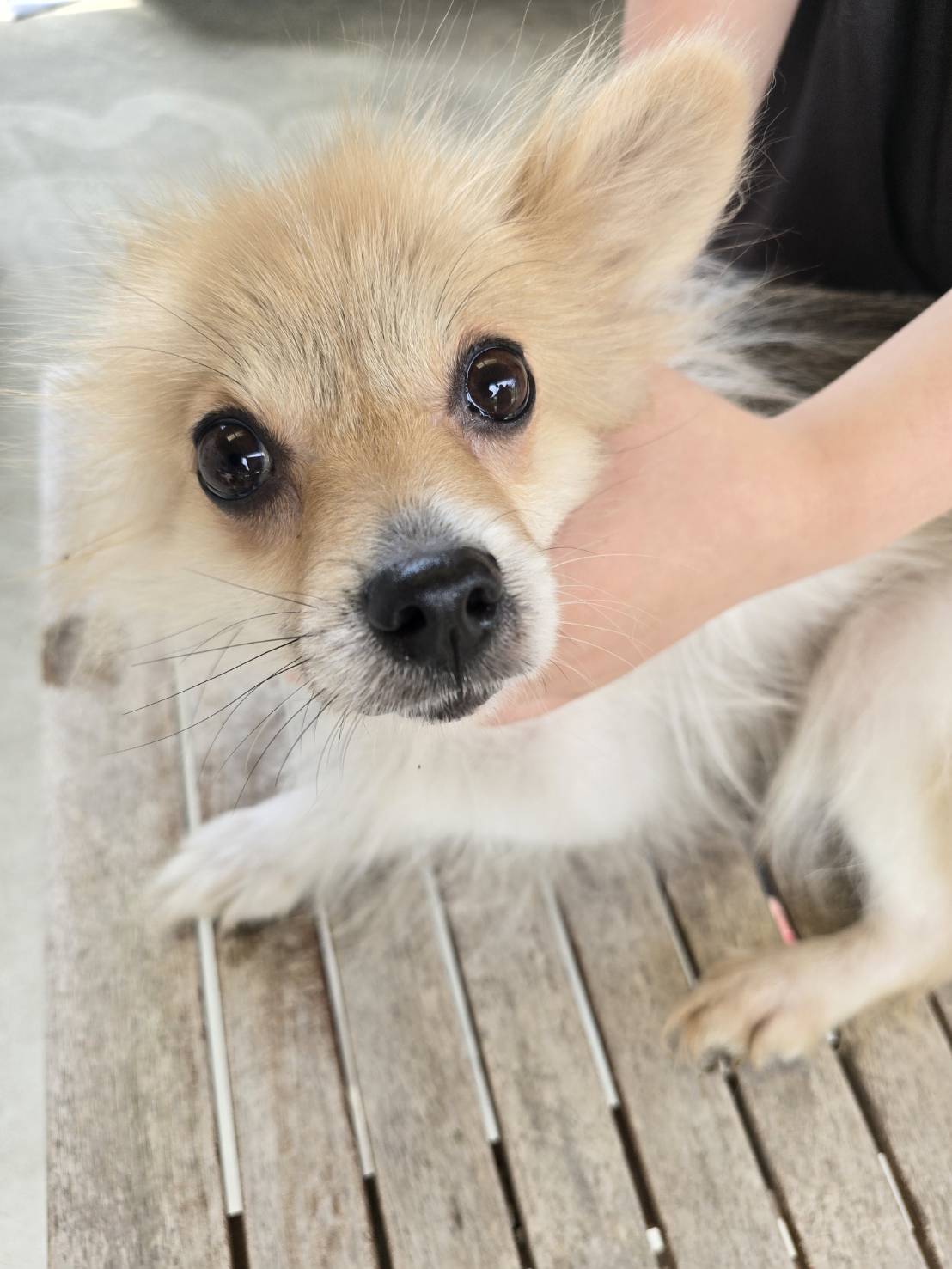 華clubで預かっている里親を探している保護犬です。