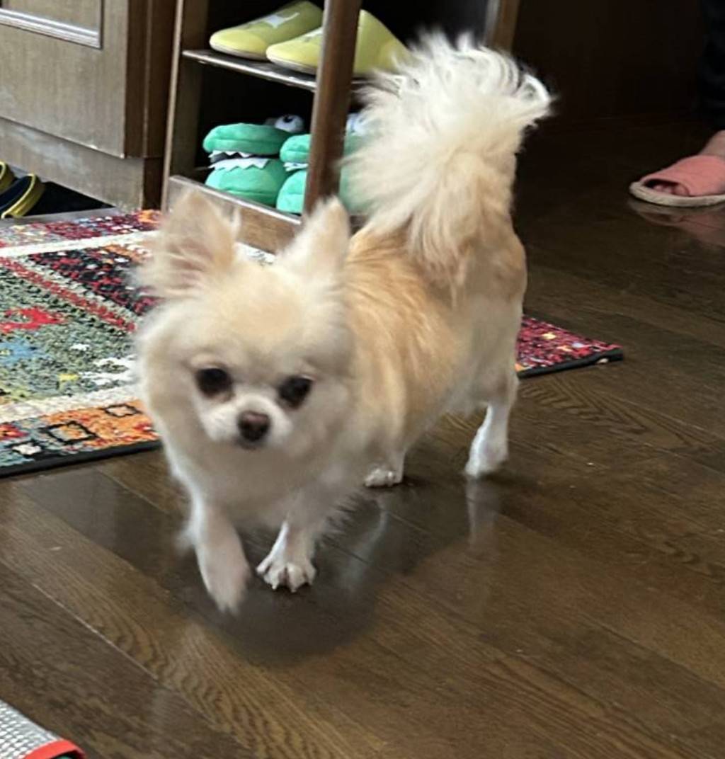 こちらの保護犬は里親様が決まりました