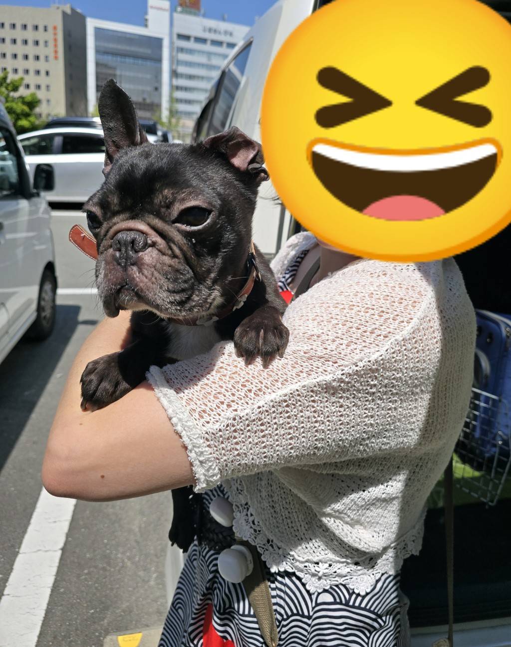 こちらの保護犬は里親様が決まりました