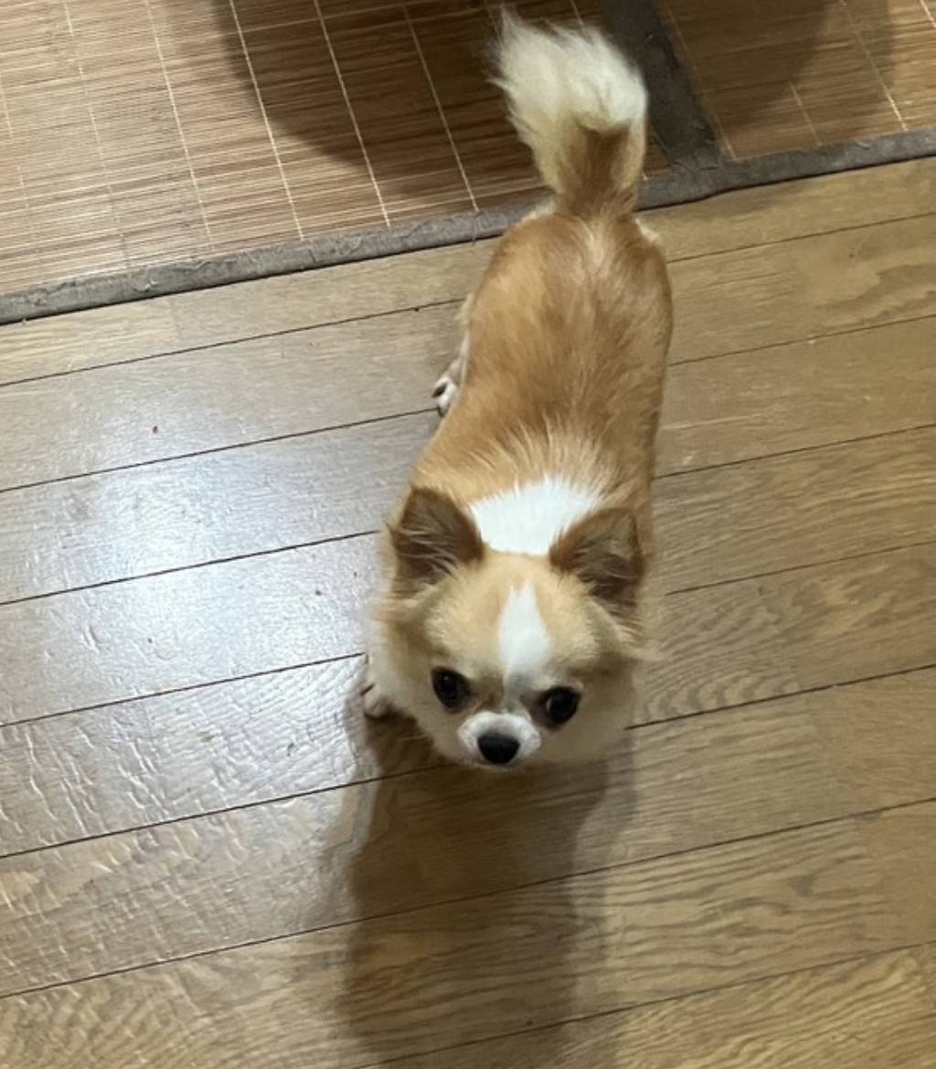 こちらの保護犬は里親様が決まりました
