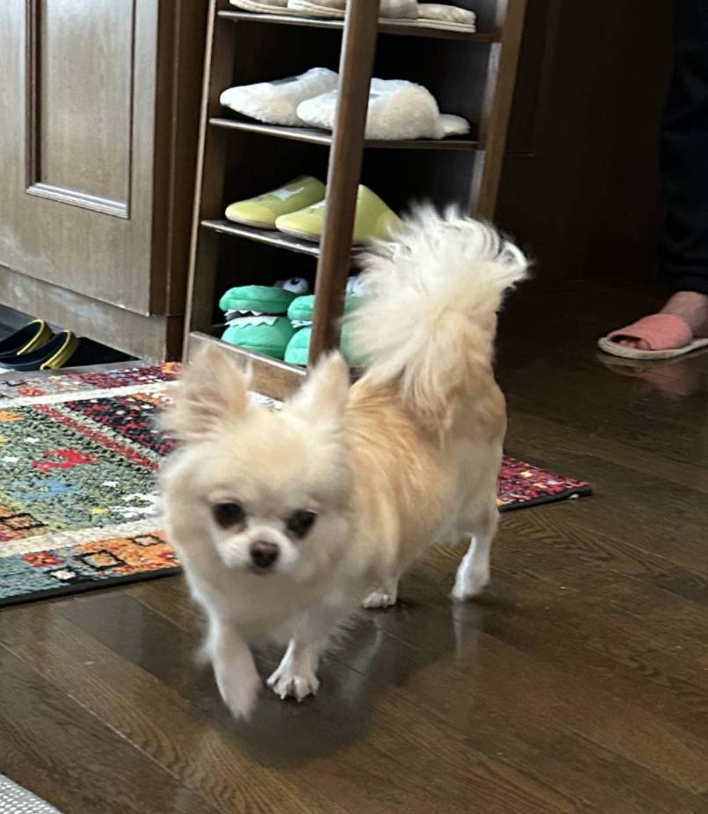 こちらの保護犬は里親様が決まりました