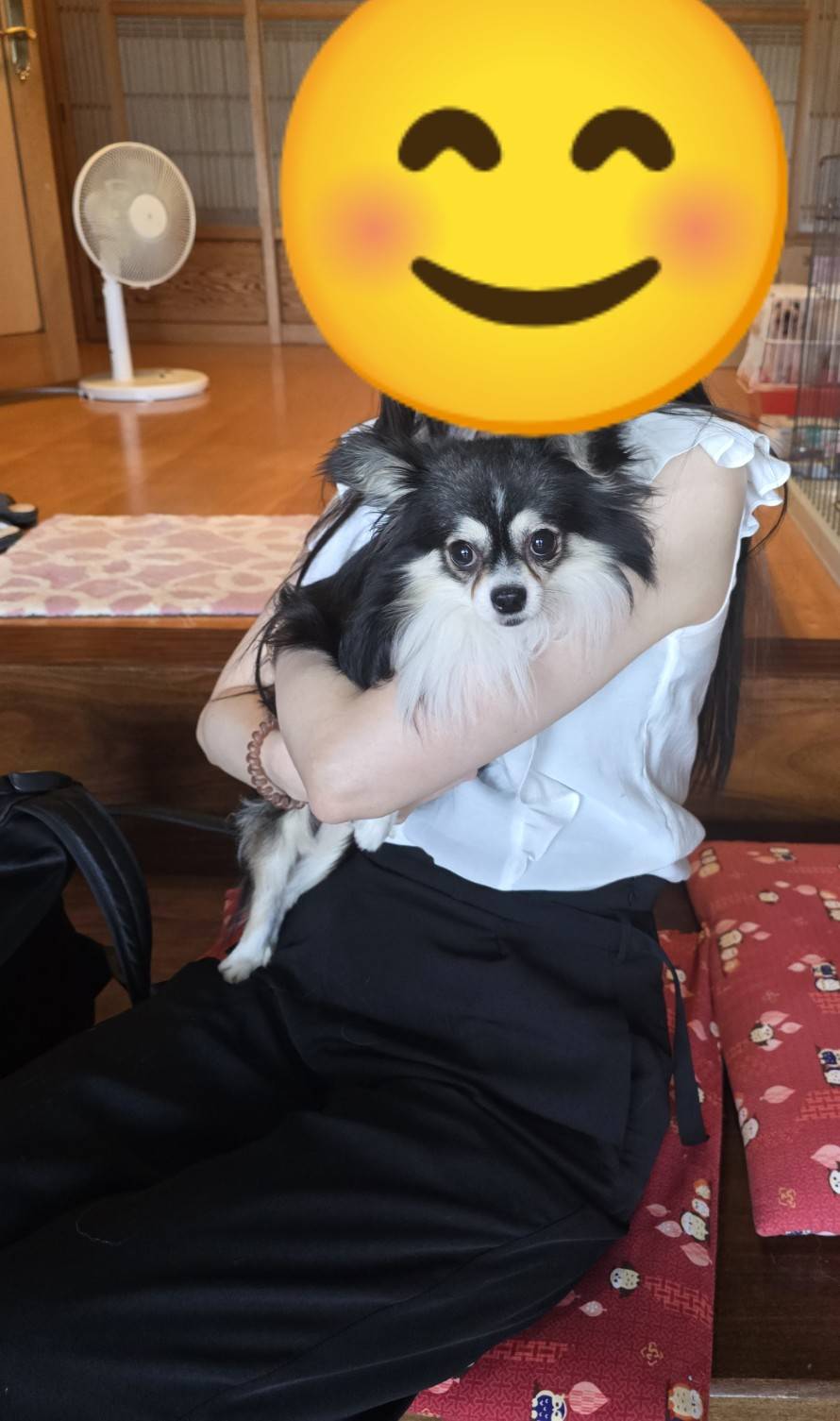 こちらの保護犬は里親様が決まりました