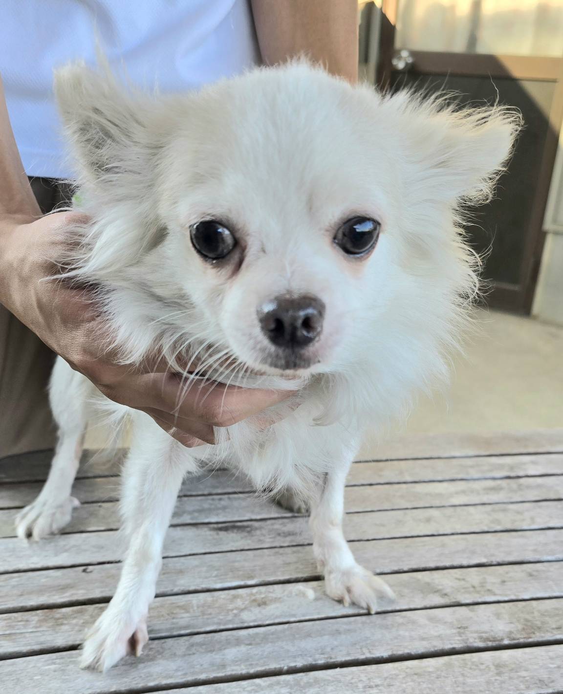 華clubで預かっている里親を探している保護犬です。