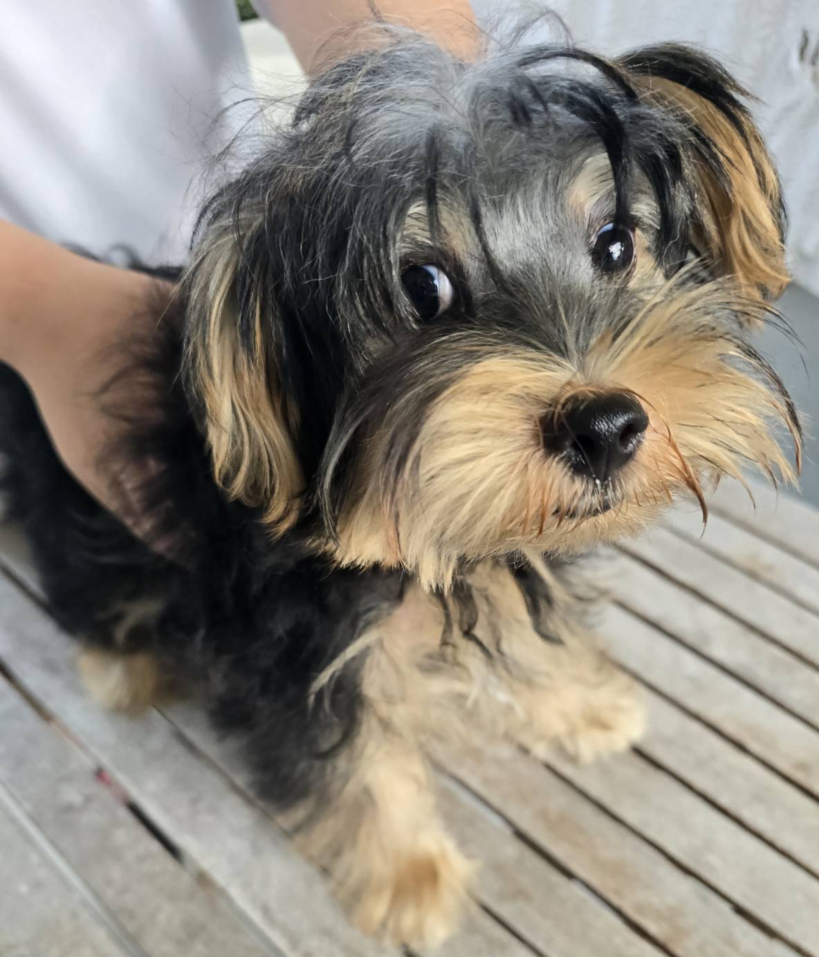 華clubで預かっている里親を探している保護犬です。