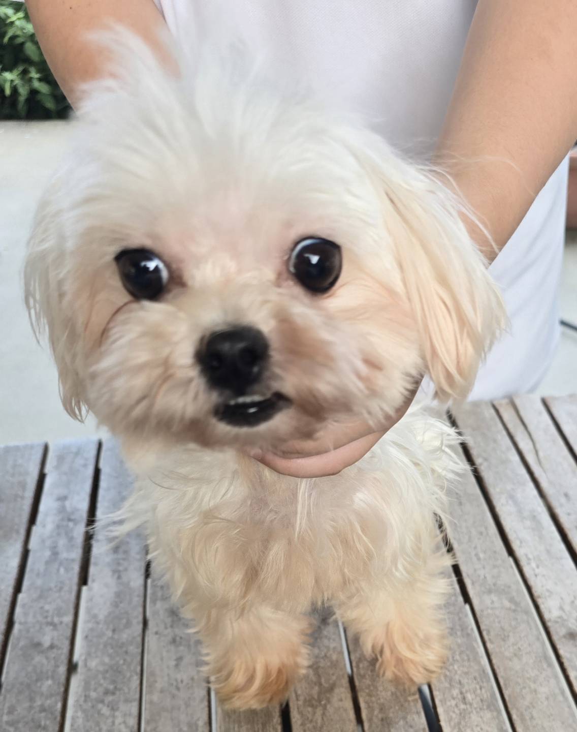 華clubで預かっている里親を探している保護犬です。