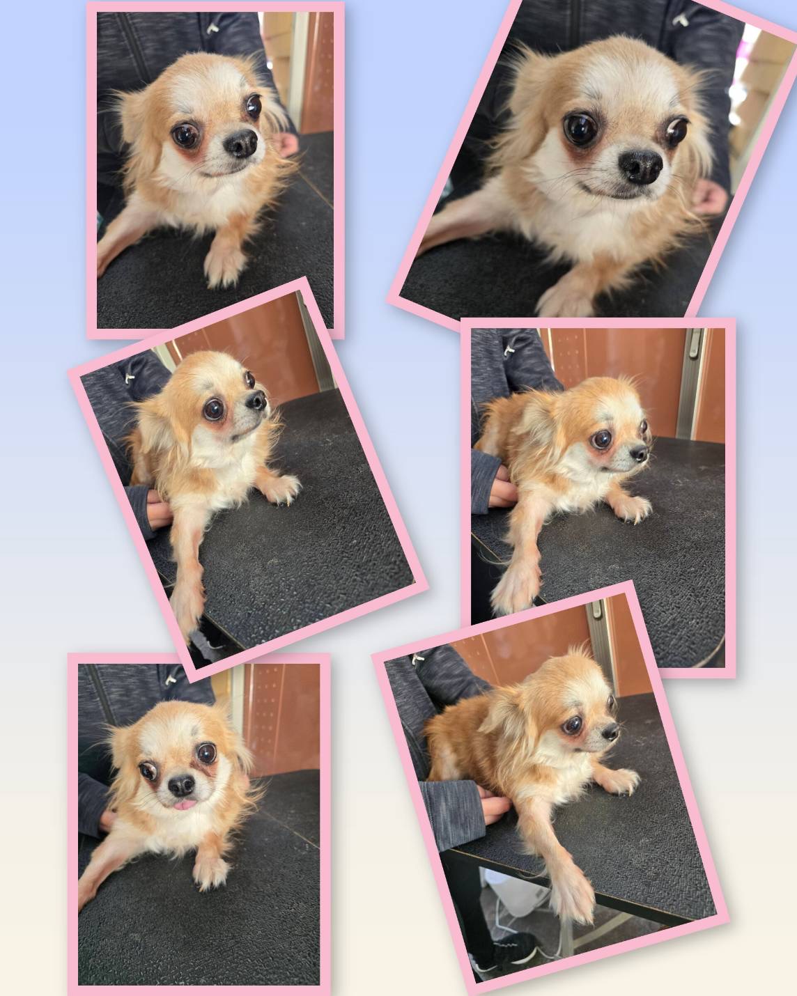 華clubで預かっている里親を探している保護犬です。