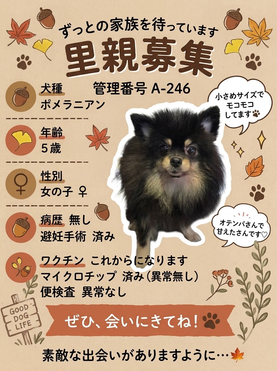 華clubで預かっている里親を探している保護犬です。