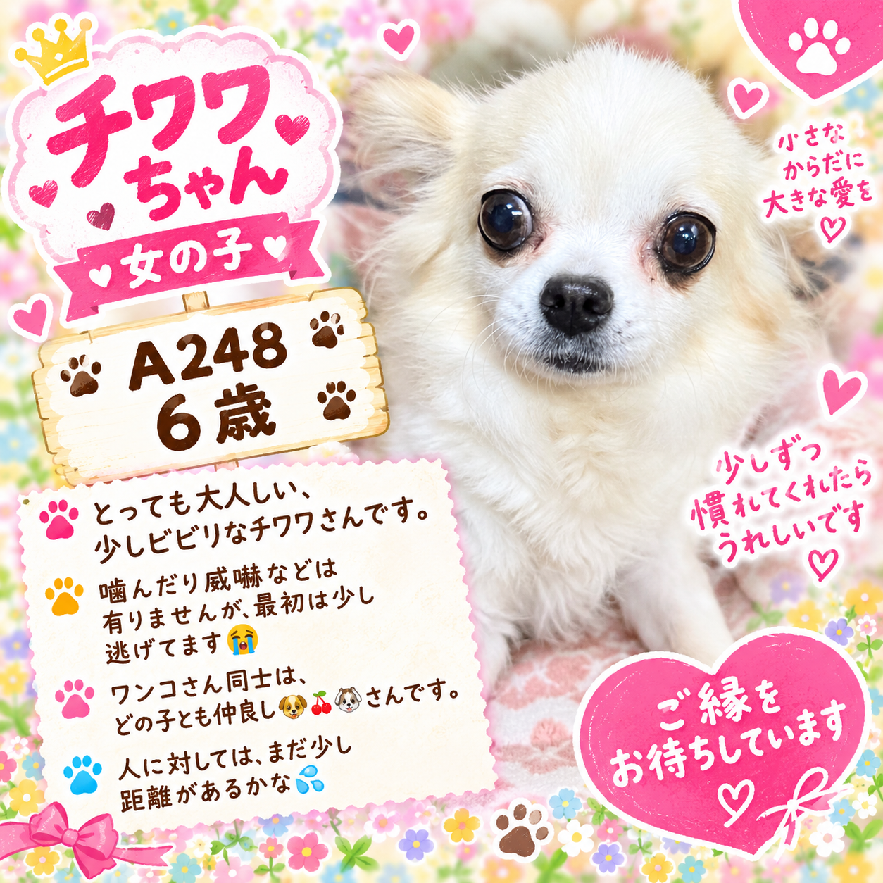 華clubで預かっている里親を探している保護犬です。