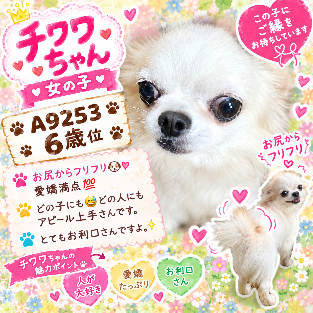 華clubで預かっている里親を探している保護犬です。