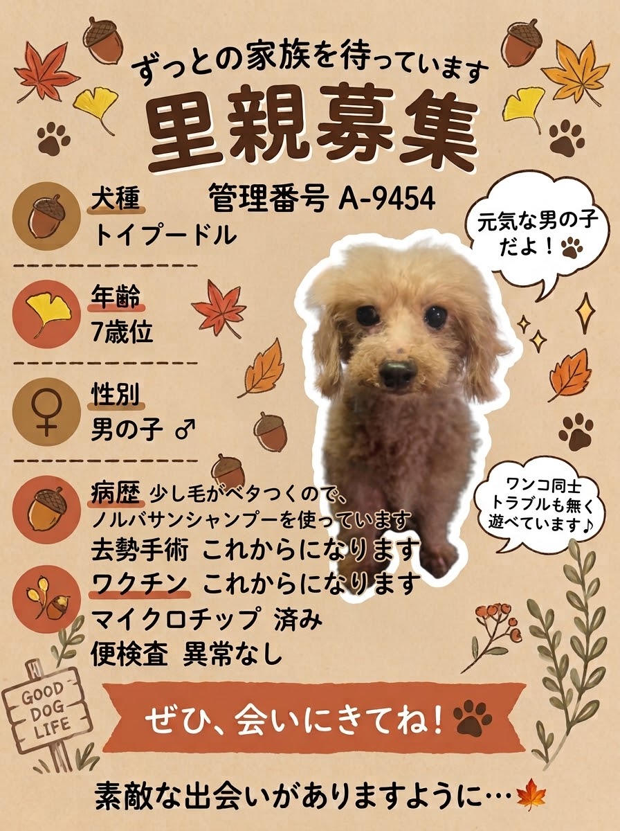 華clubで預かっている里親を探している保護犬です。
