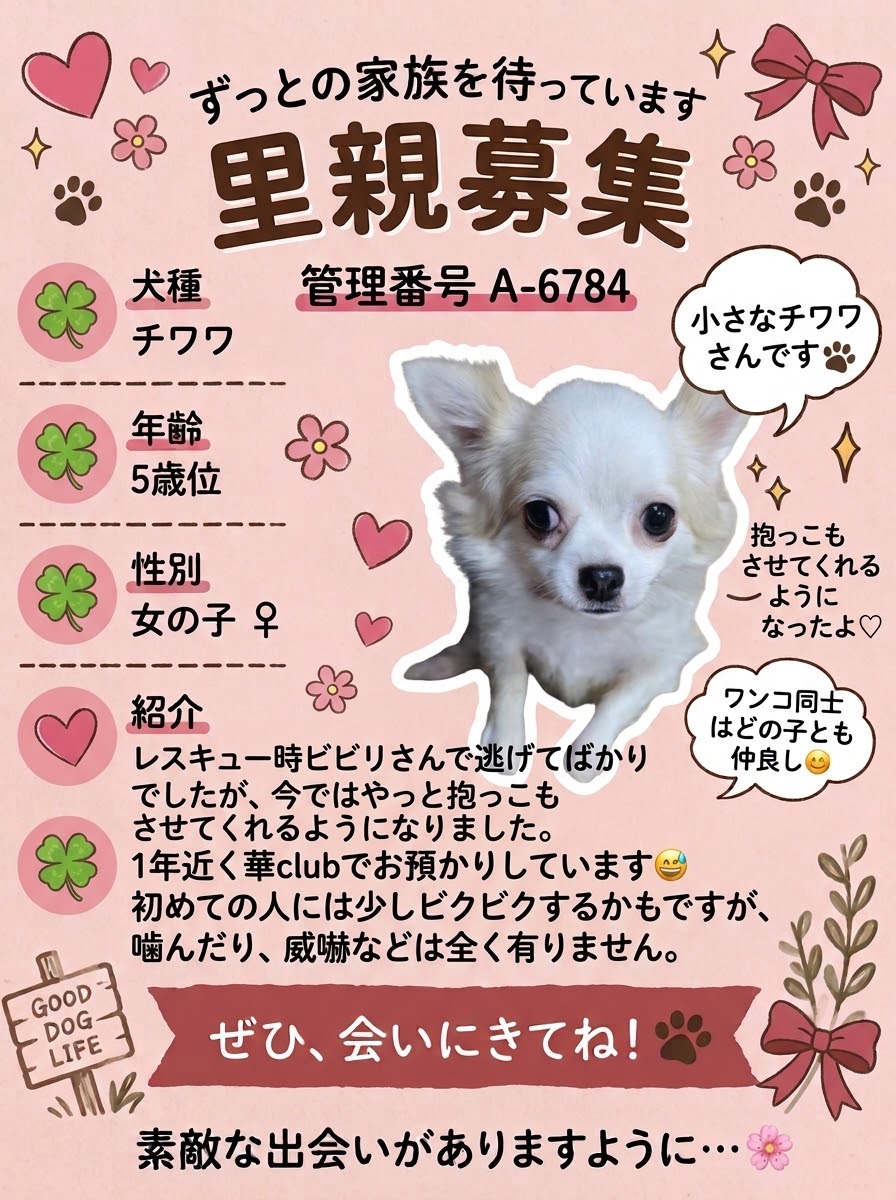 華clubで預かっている里親を探している保護犬です。