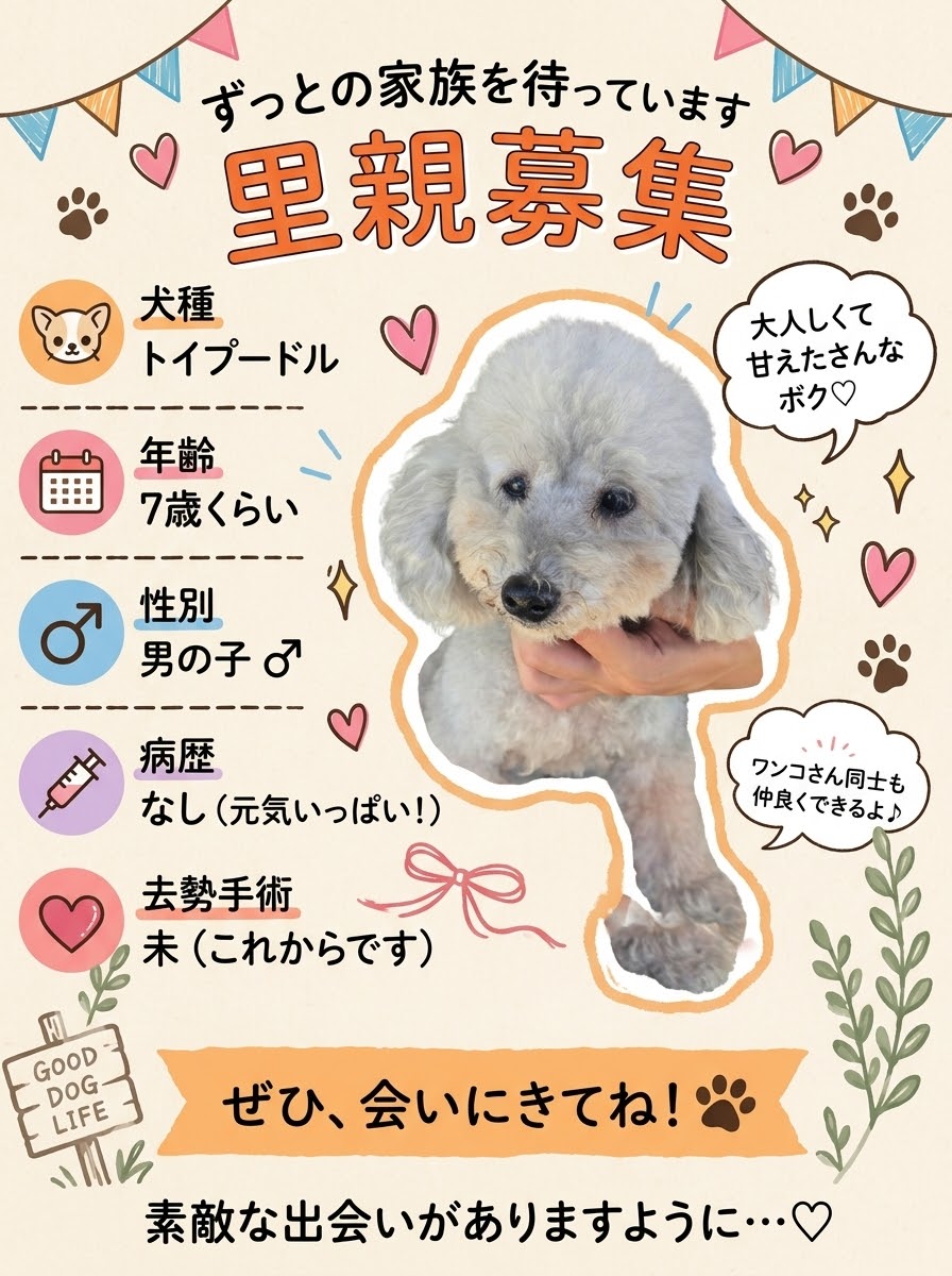 華clubで預かっている里親を探している保護犬です。