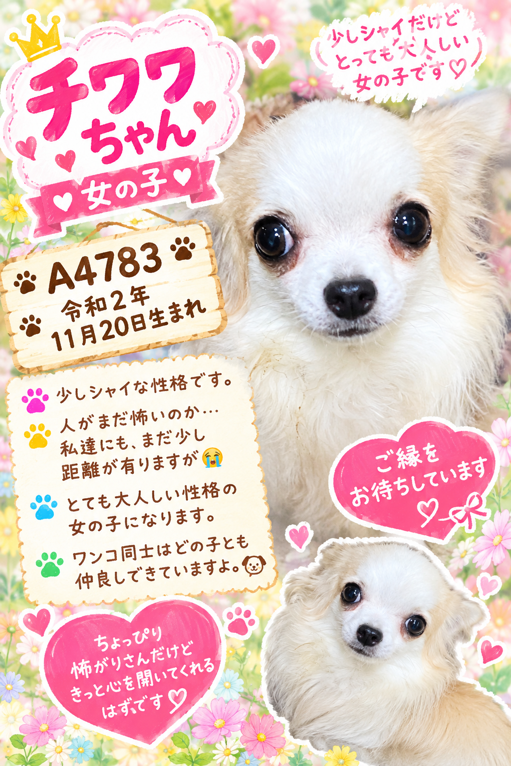 華clubで預かっている里親を探している保護犬です。